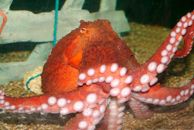 Sea Life Helsinki Oy