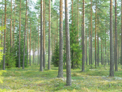 sinkut suomi24 keski pohjanmaa sinkut suomi24 keski pohjanmaa